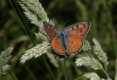 Farfalla da identificare